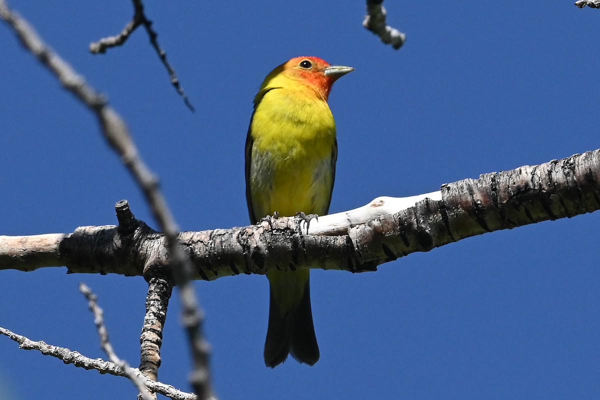 Western Tanager - ML621149522