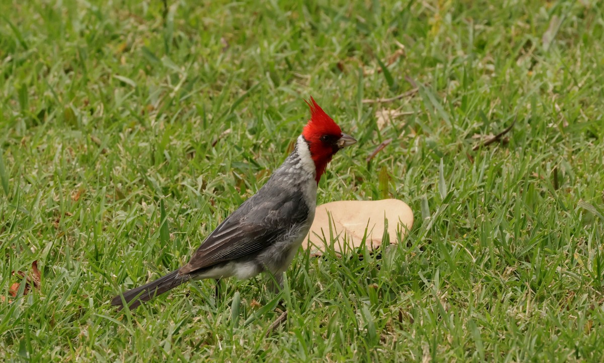 Red-crested Cardinal - ML621149524