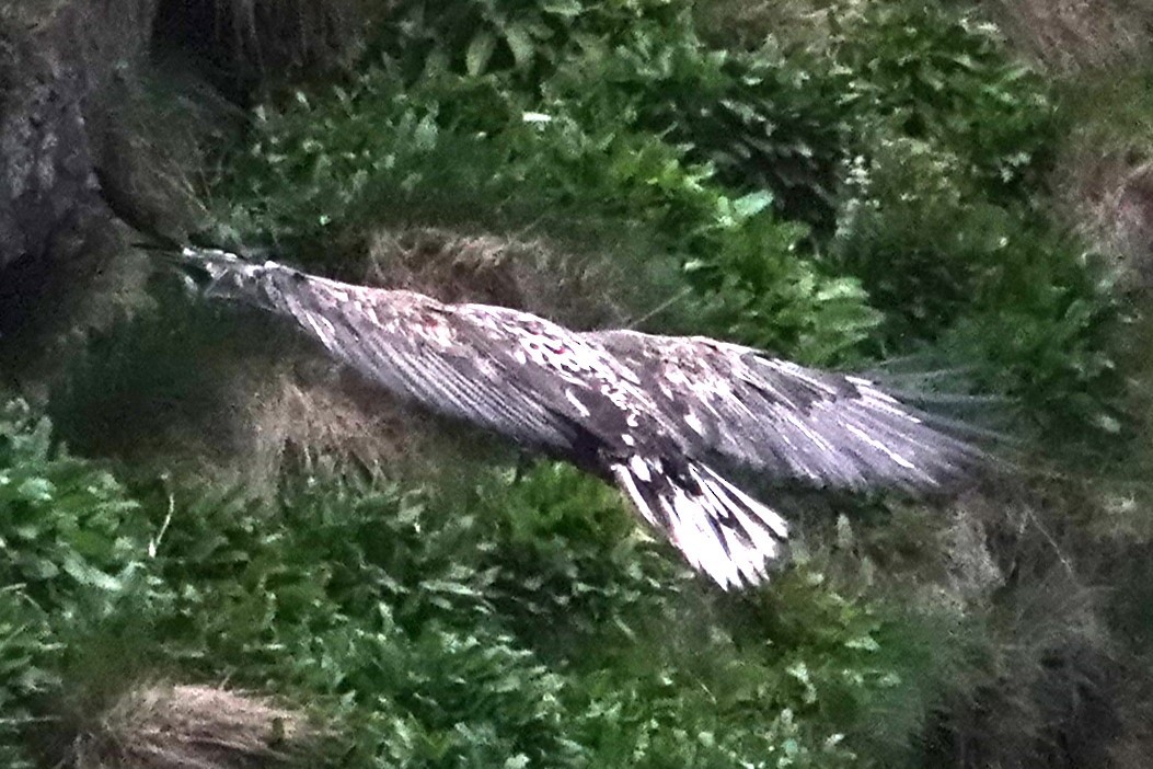 White-tailed Eagle - ML621149530