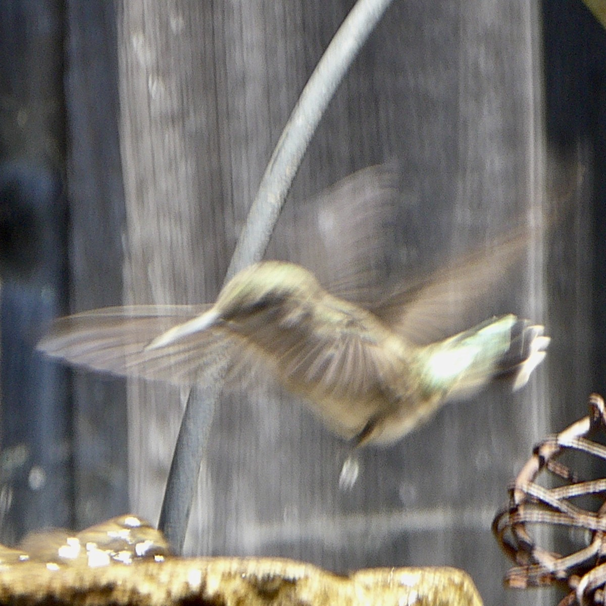 Anna's Hummingbird - ML621149541