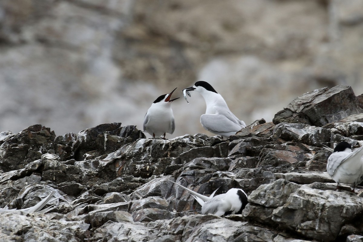 White-fronted Tern - ML621149549