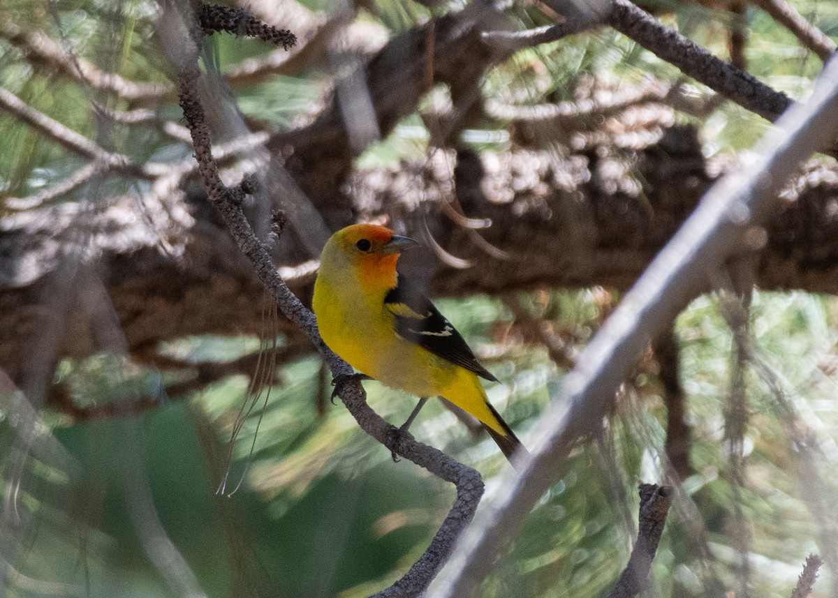 Western Tanager - ML621149575