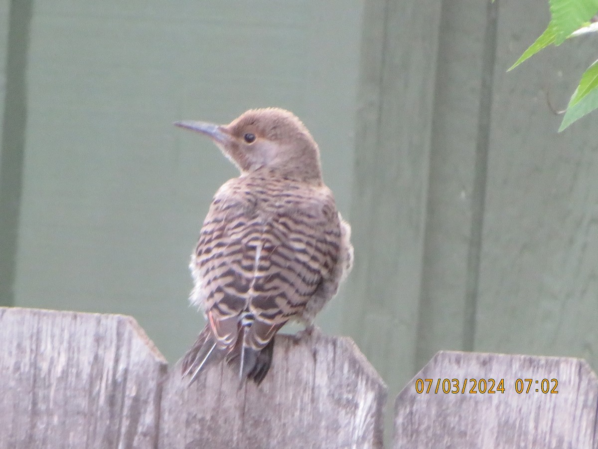 Northern Flicker (Red-shafted) - ML621149589