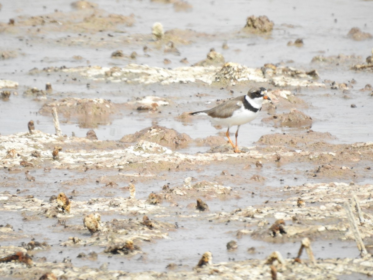 Semipalmated Plover - ML621149591