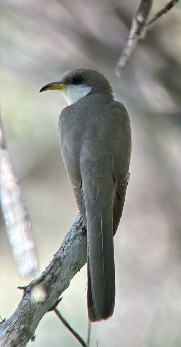 Yellow-billed Cuckoo - ML621149599