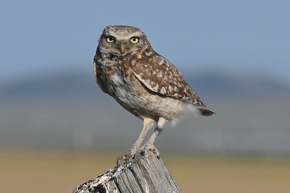 Burrowing Owl - ML621149609