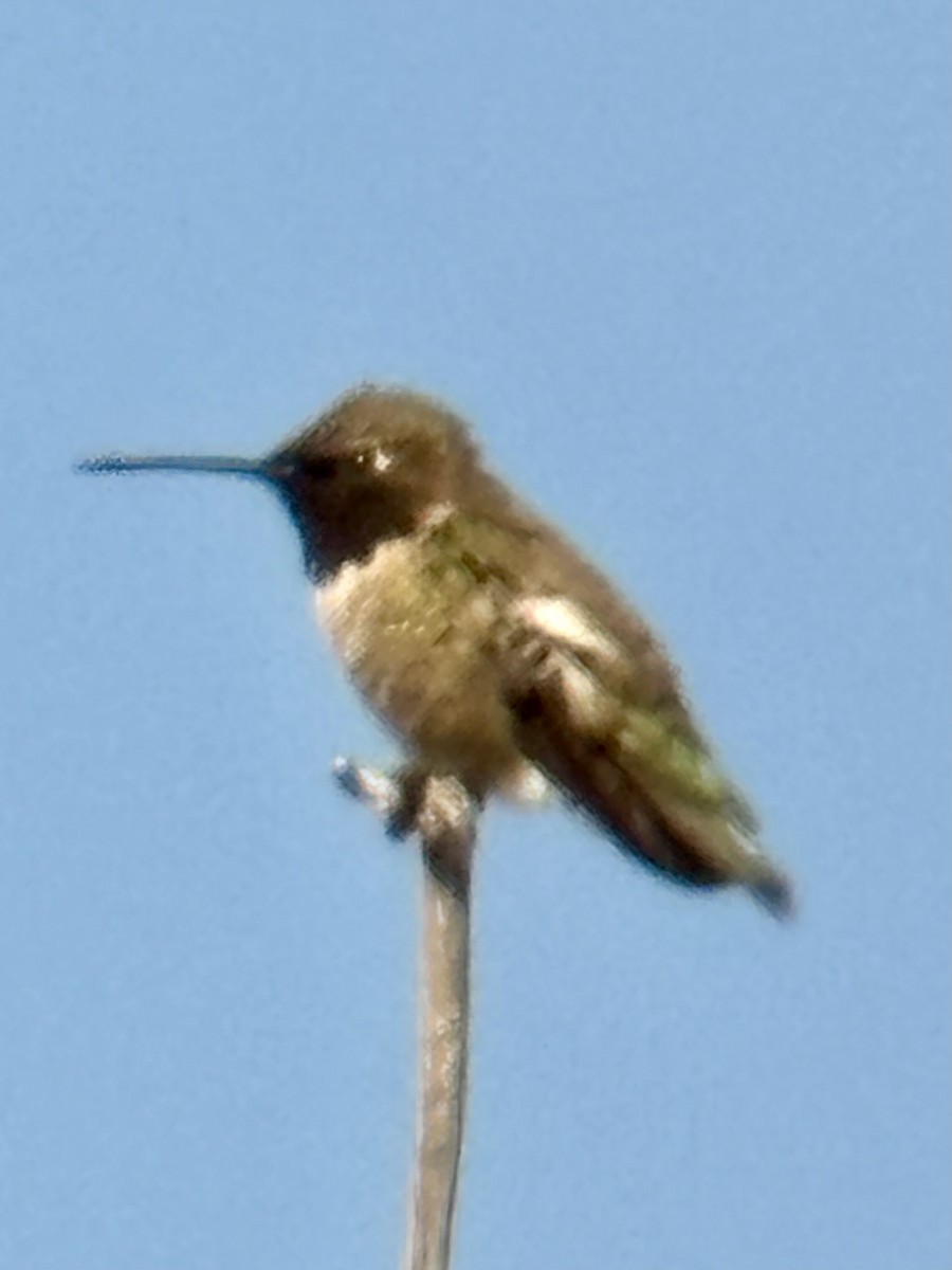 Black-chinned Hummingbird - ML621149642