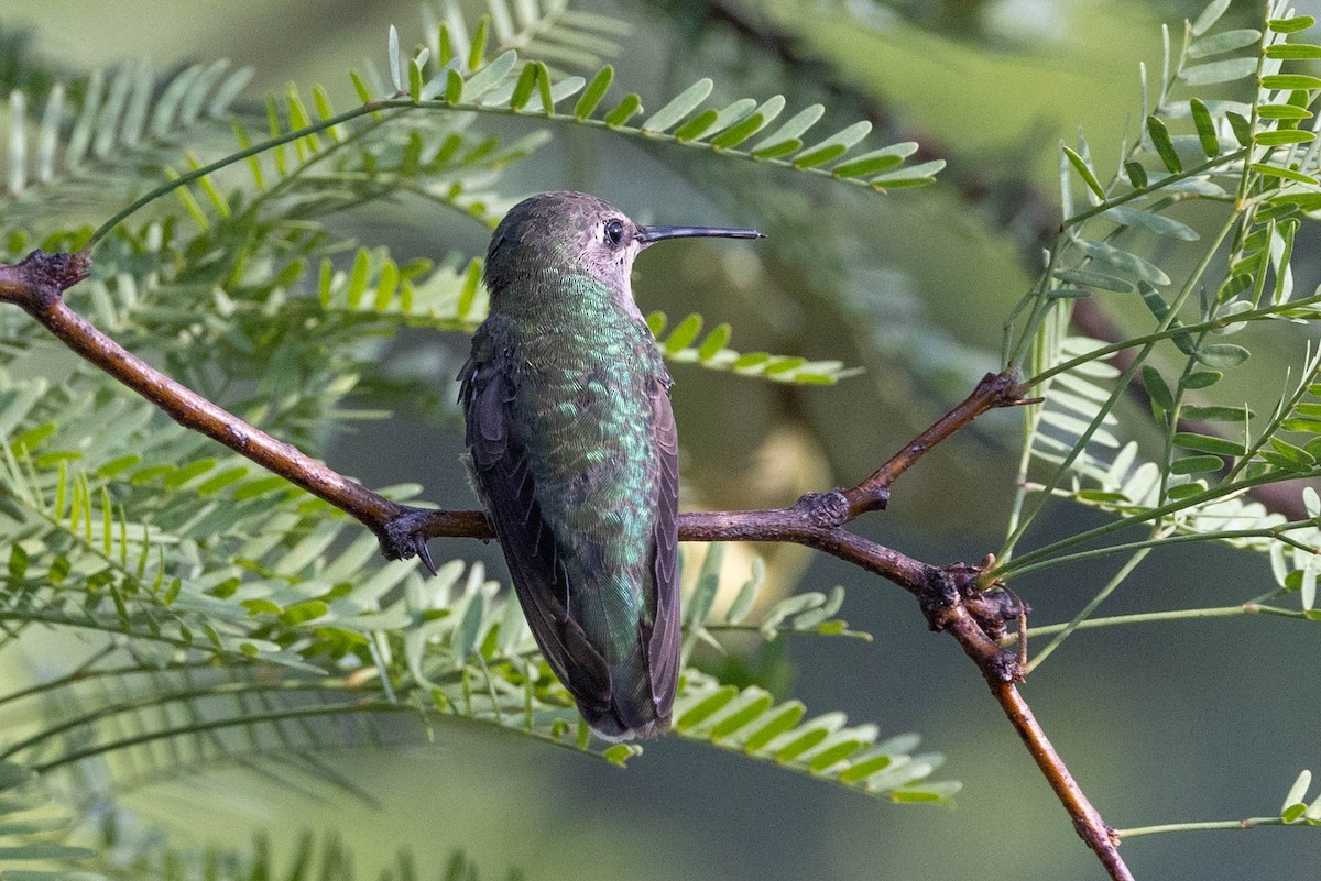 Anna's Hummingbird - ML621149664