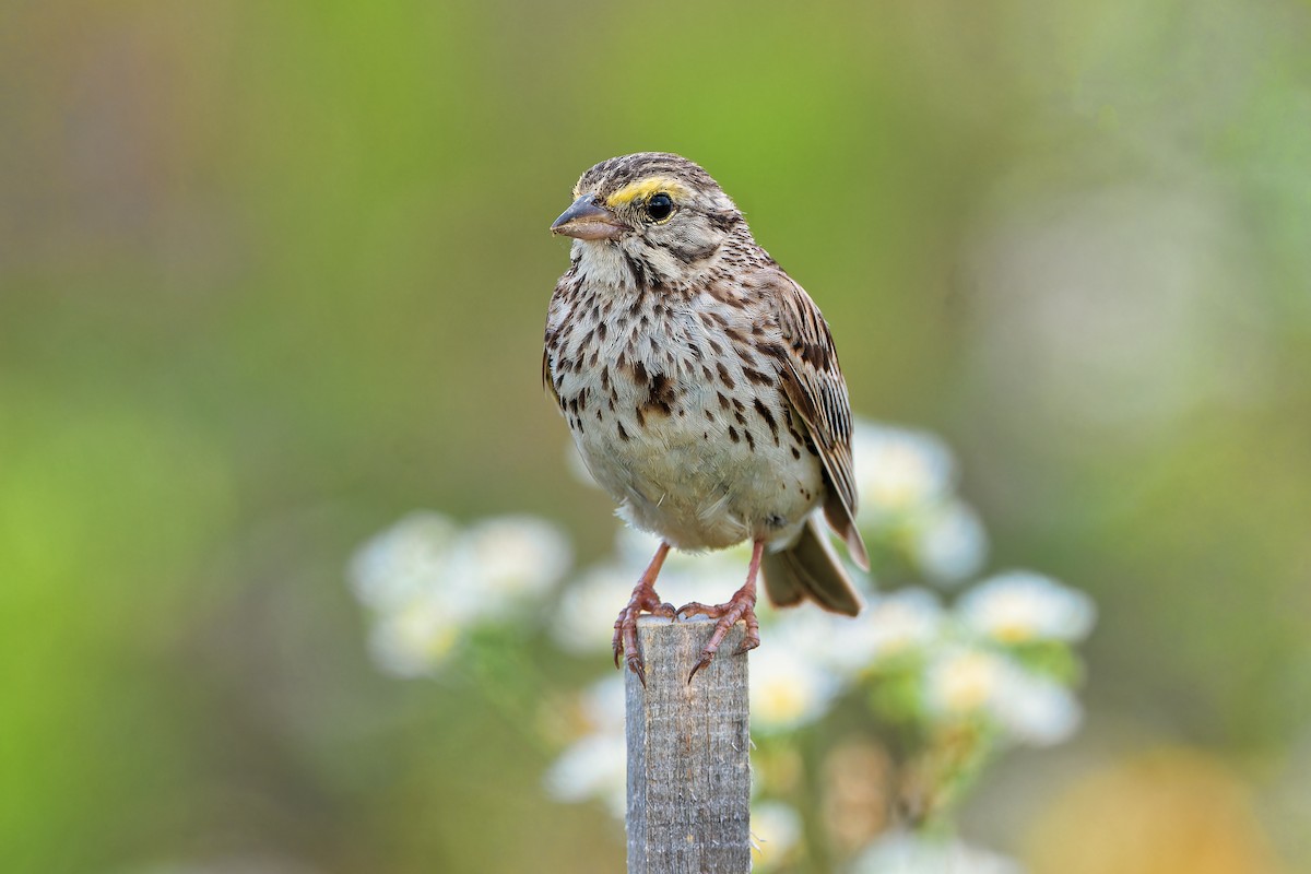 Savannah Sparrow - Don Danko