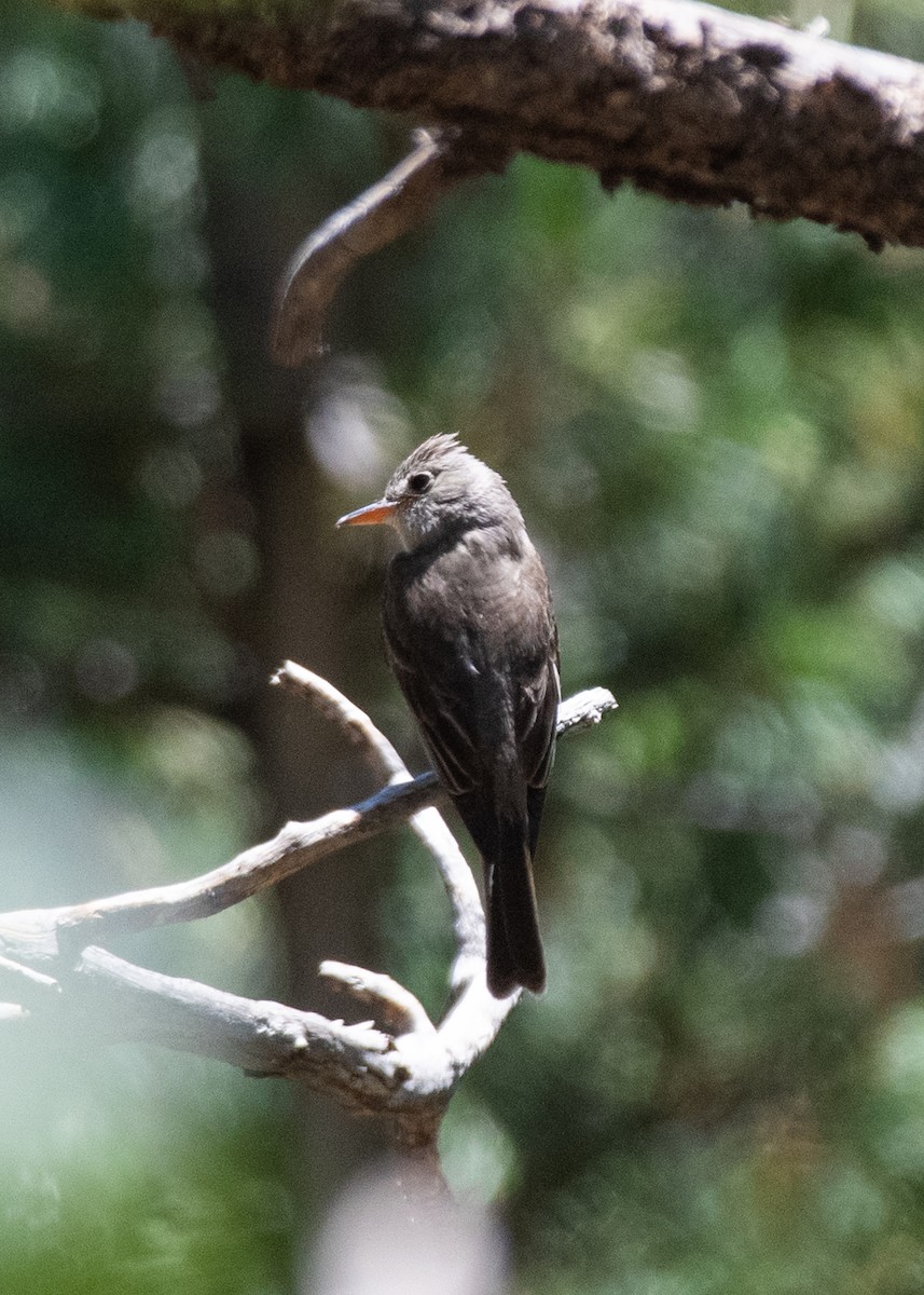 Greater Pewee - ML621149704