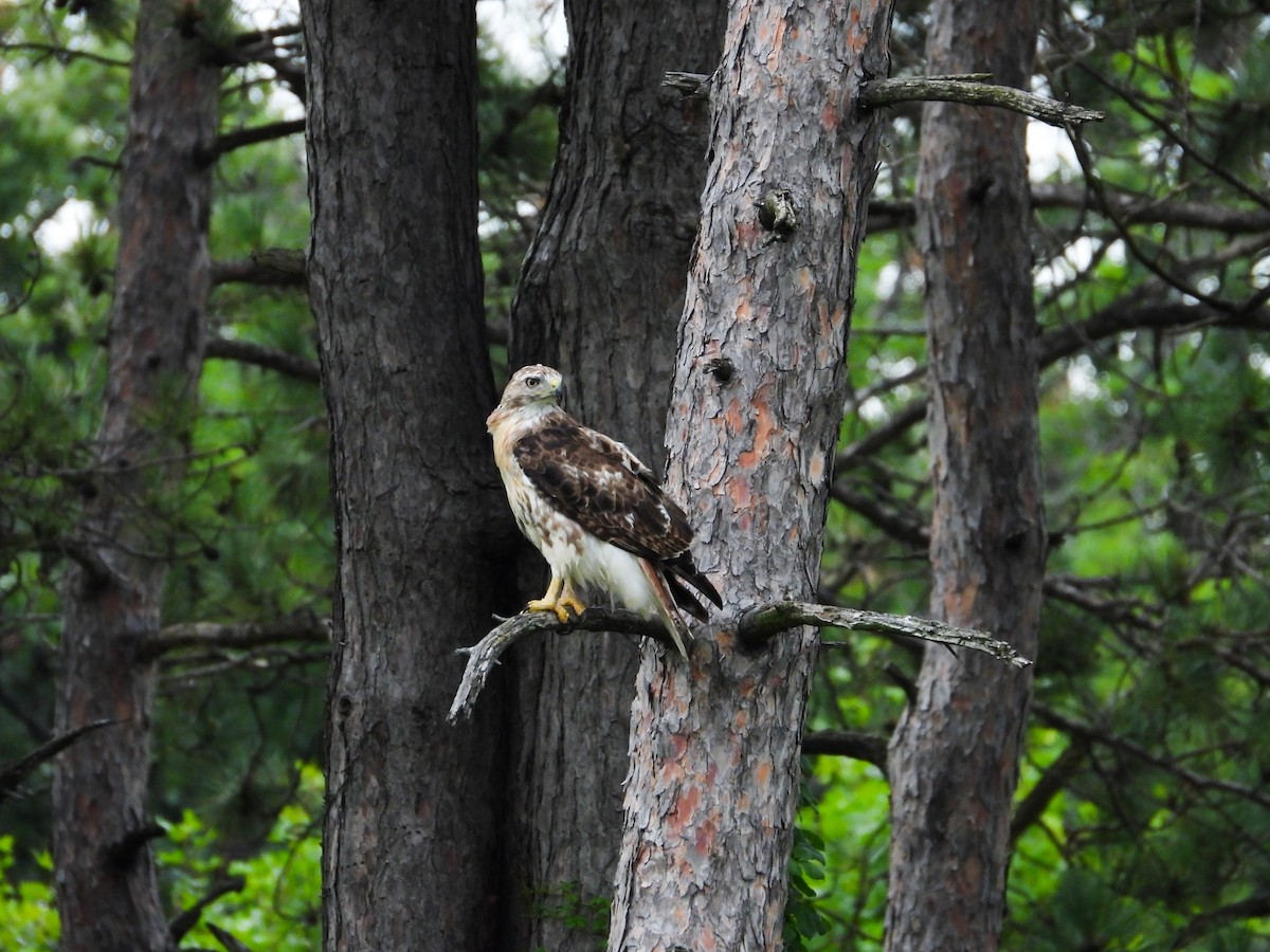 Red-tailed Hawk - ML621149731