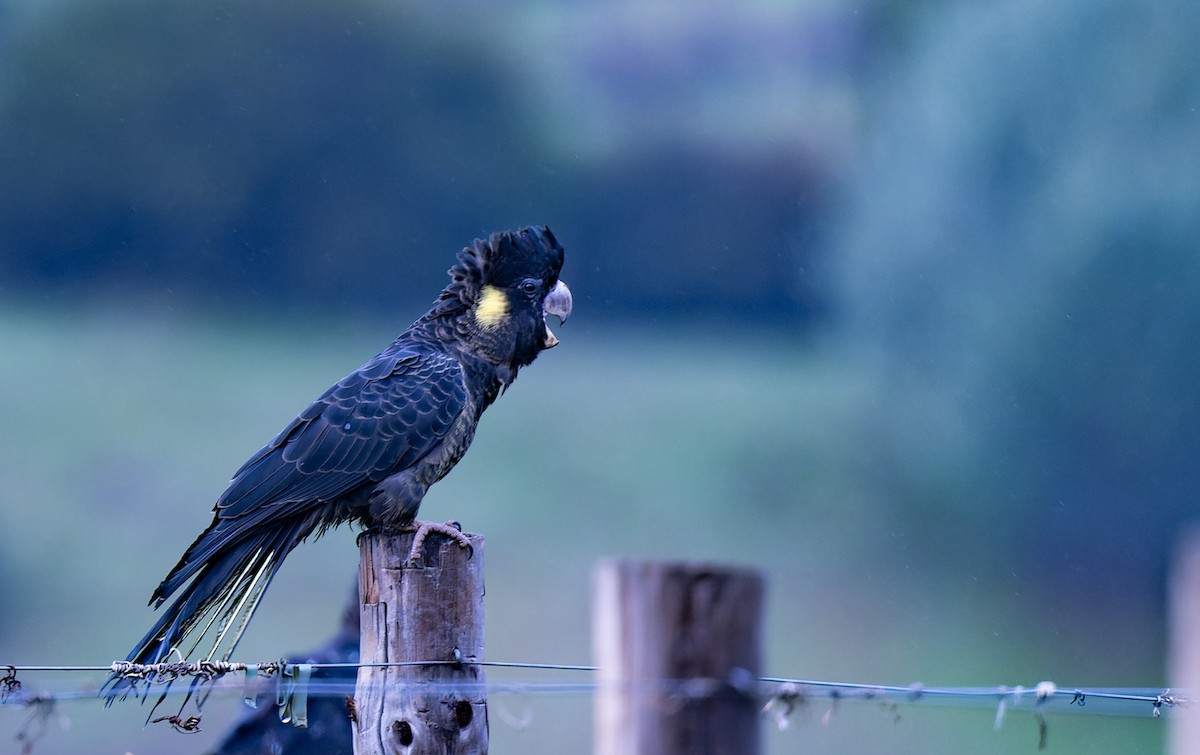 Yellow-tailed Black-Cockatoo - Geoff Dennis