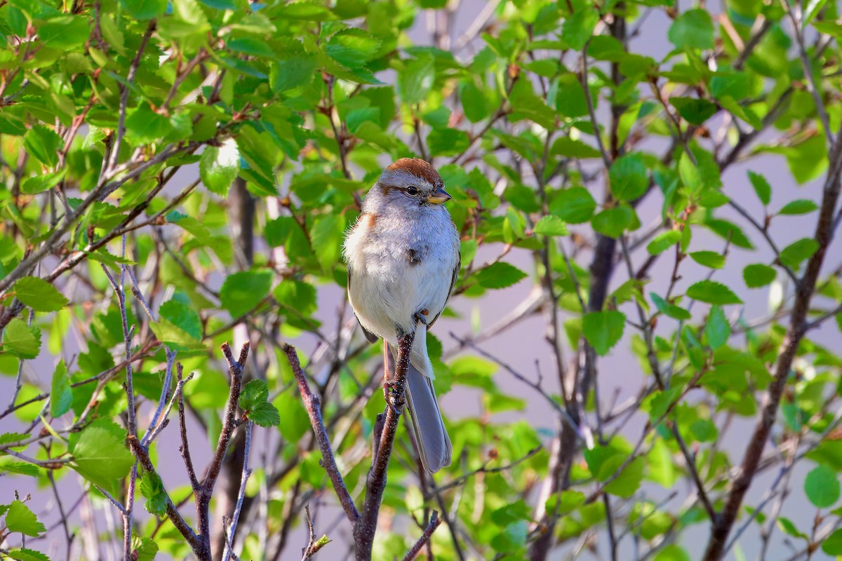 American Tree Sparrow - ML621149761