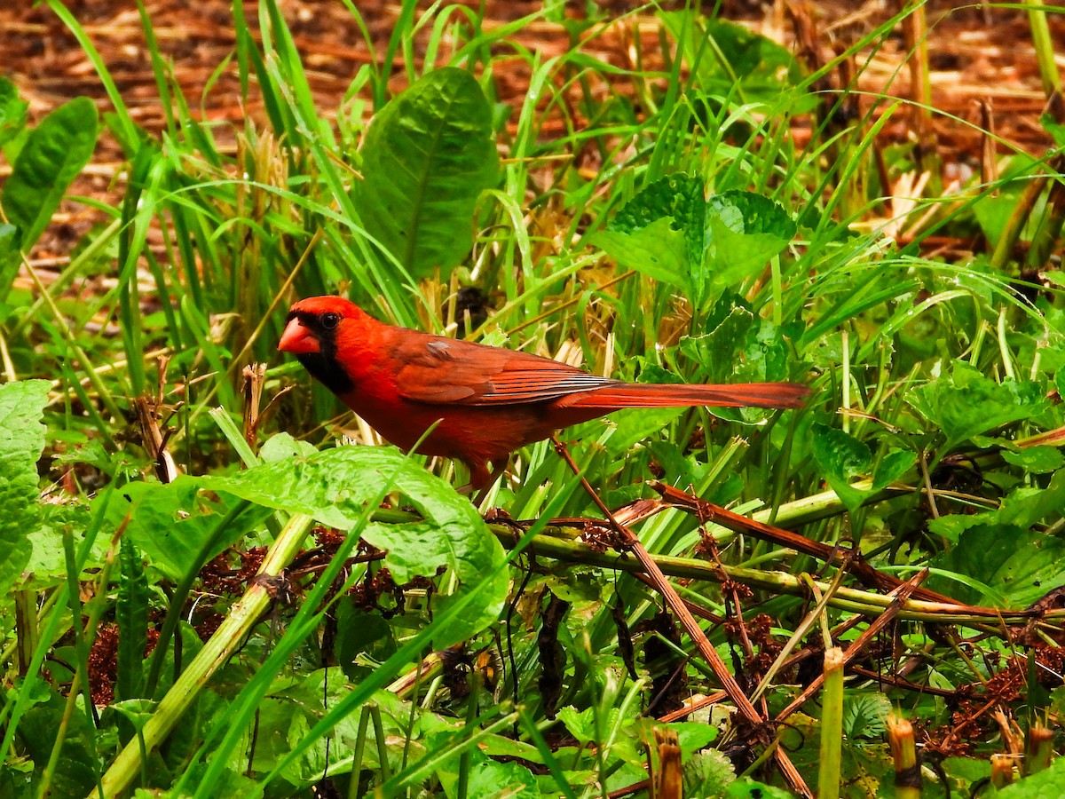 Cardinal rouge - ML621149894