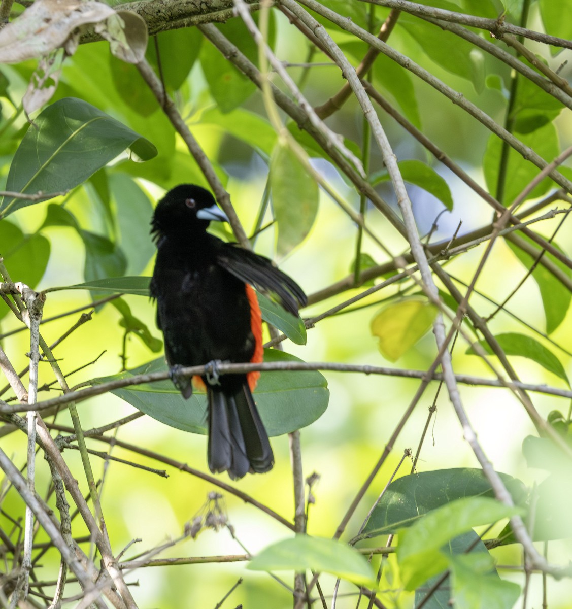 Scarlet-rumped Tanager - ML621149919