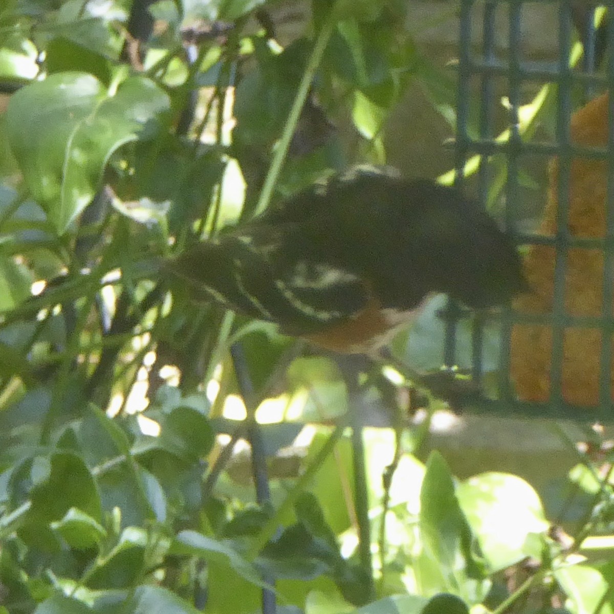 Spotted Towhee (oregonus Group) - Anonymous
