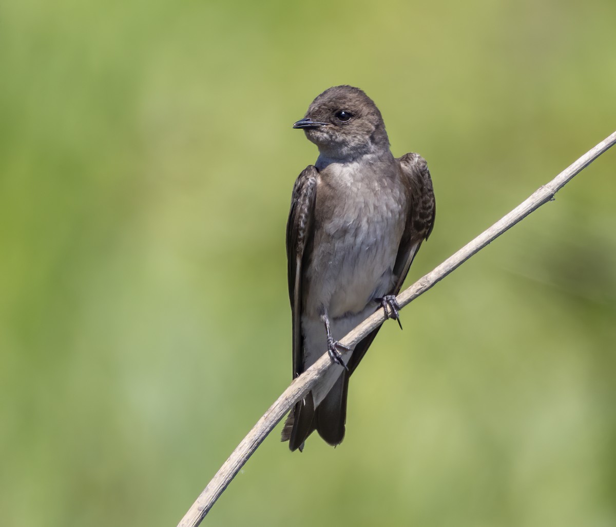 Northern Rough-winged Swallow - Iris Kilpatrick