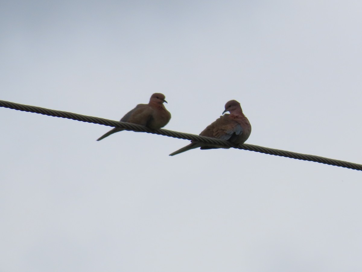 Laughing Dove - ML621149932