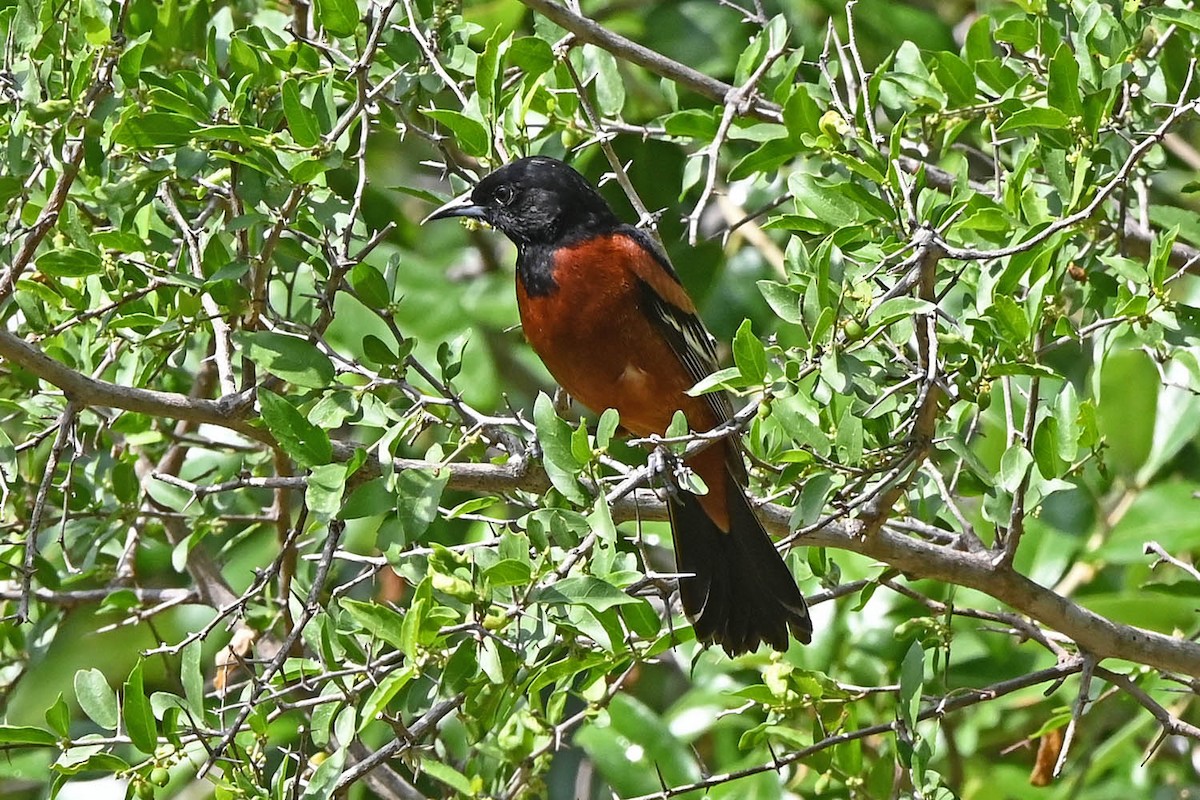 Orchard Oriole - ML621149942
