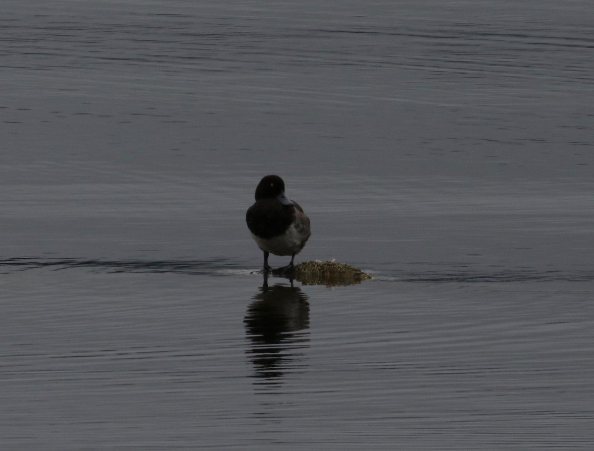 Greater Scaup - ML621149959
