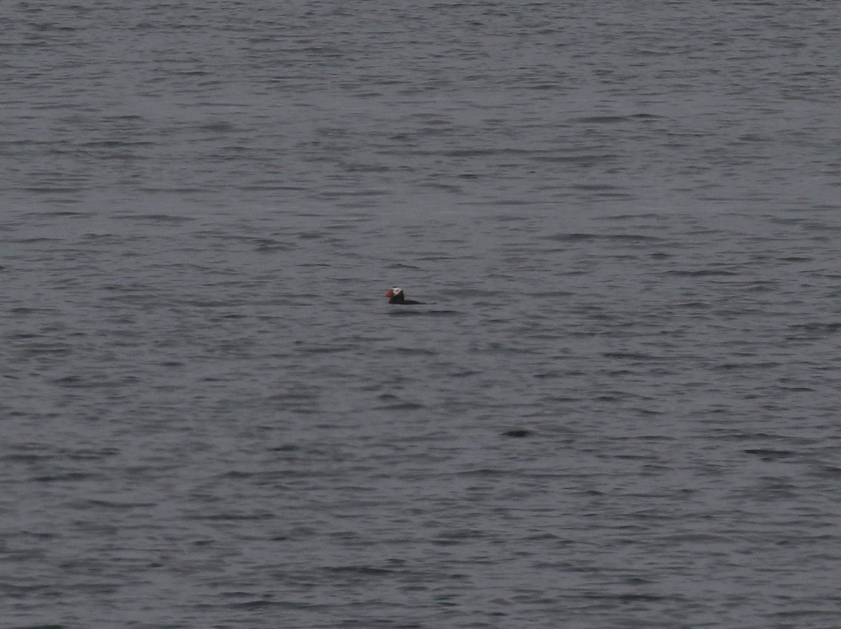 Tufted Puffin - ML621149970