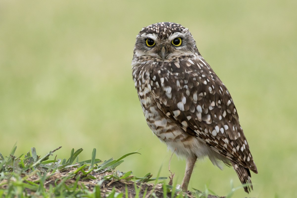 Burrowing Owl - ML621149992