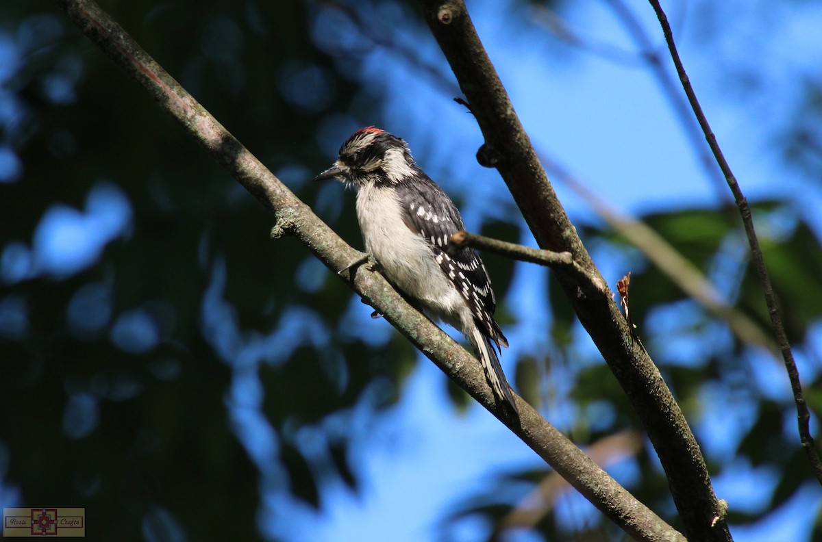 Downy Woodpecker - ML621149994