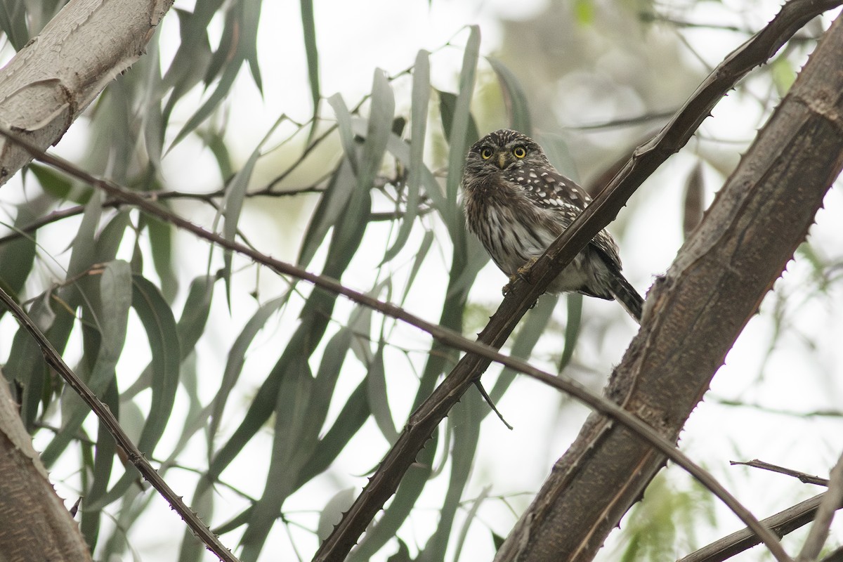 Peruvian Pygmy-Owl - ML621149998