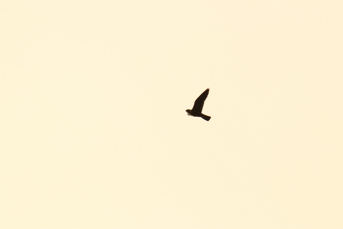 Эгэл шонхор - ML621150002