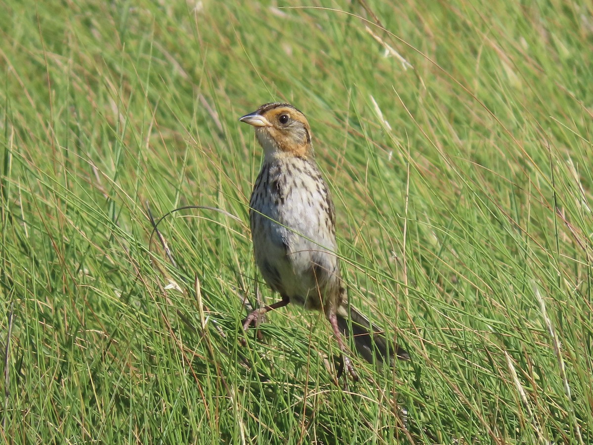 Saltmarsh Sparrow - ML621150009