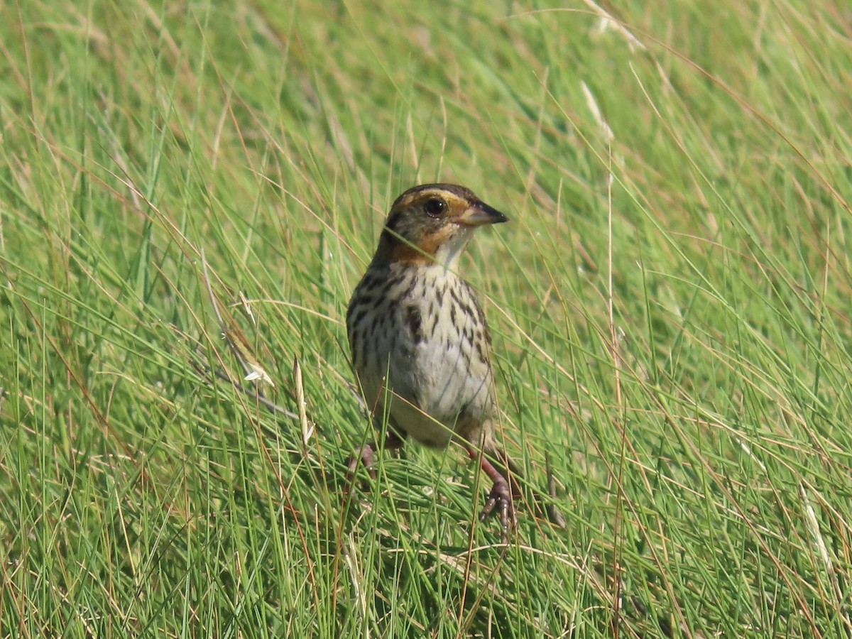 Saltmarsh Sparrow - Tim Carney