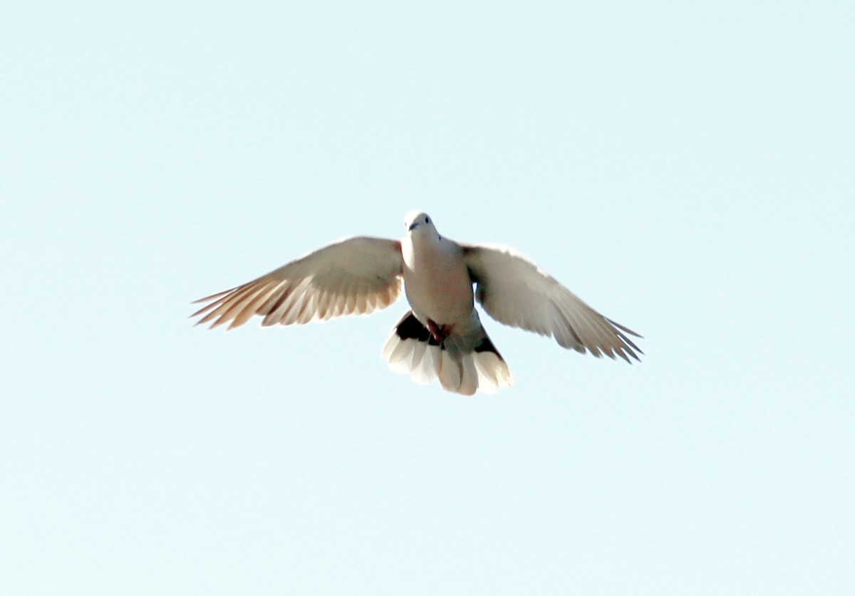 Eurasian Collared-Dove - ML621150035