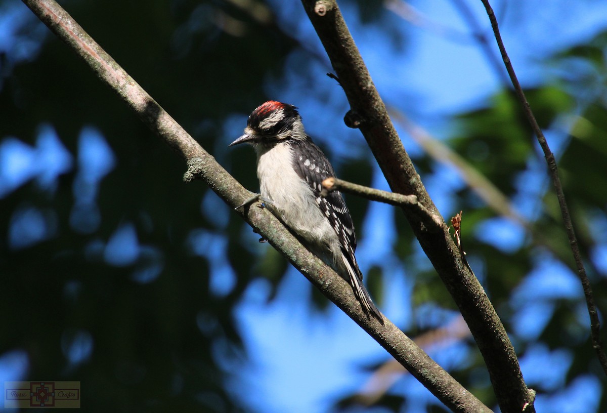 Downy Woodpecker - ML621150069