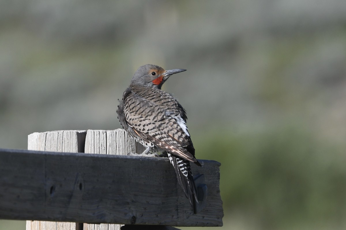 Northern Flicker (Red-shafted) - ML621150081