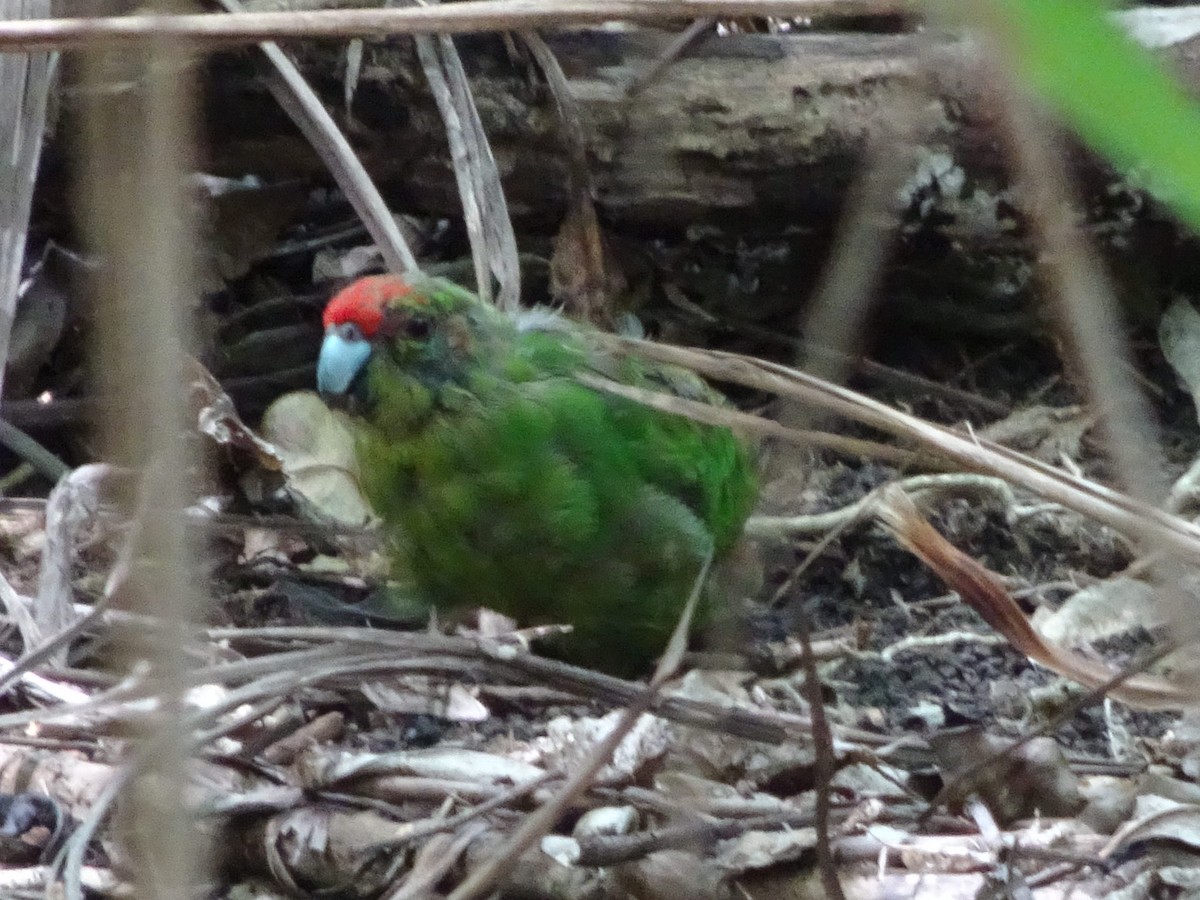 Red-crowned Parakeet - ML621150085