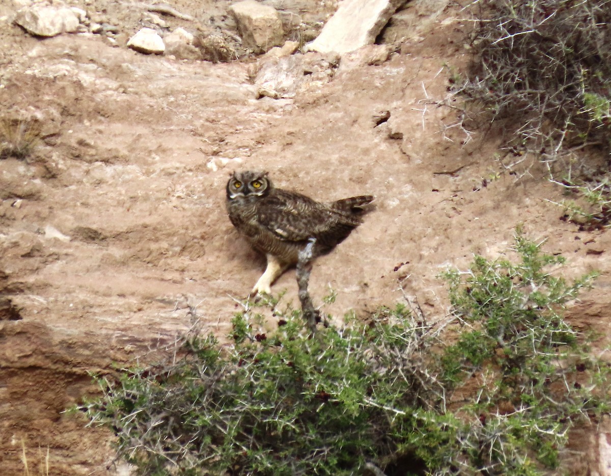 Lesser Horned Owl - ML621150145