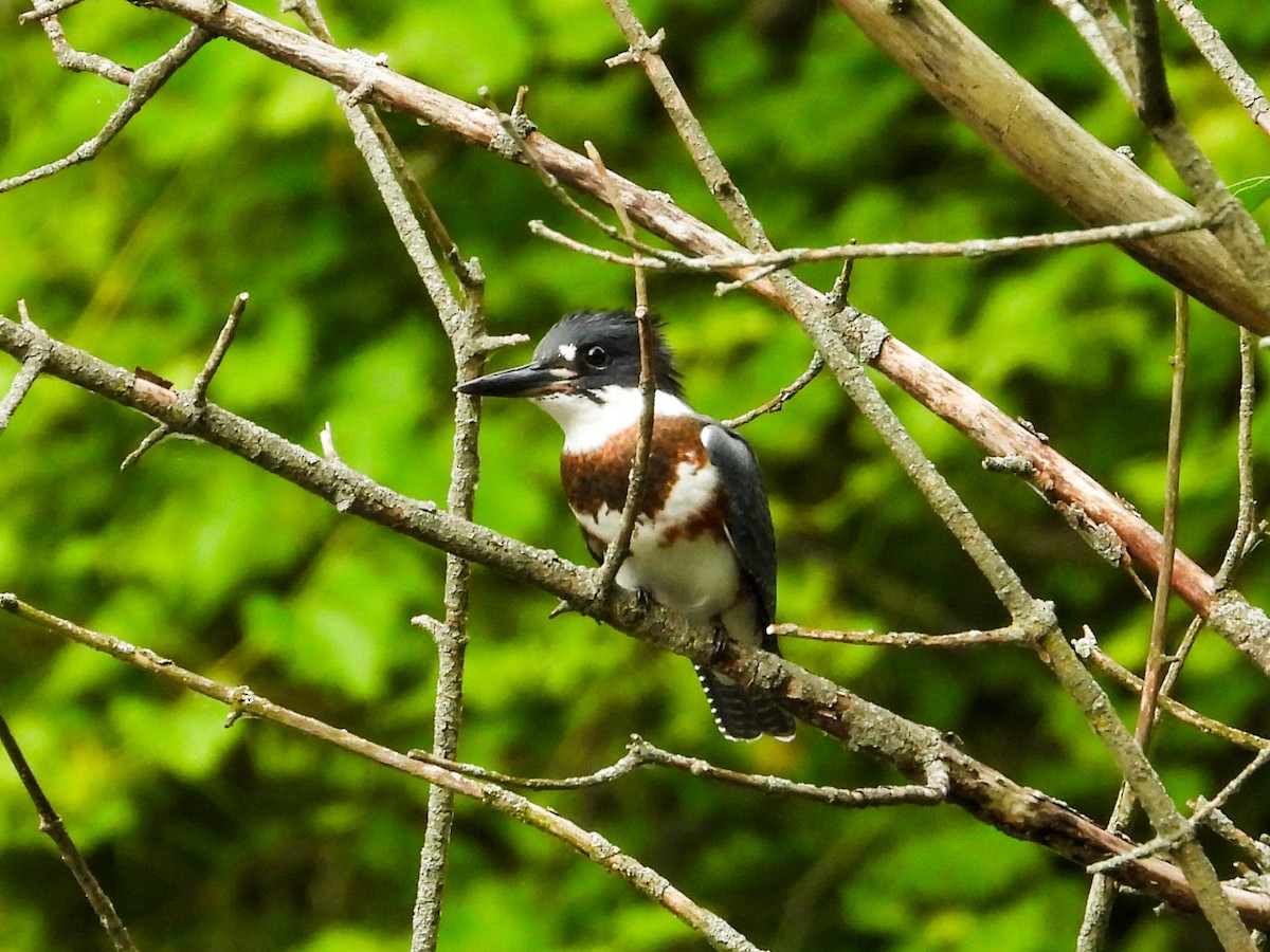 Belted Kingfisher - ML621150154