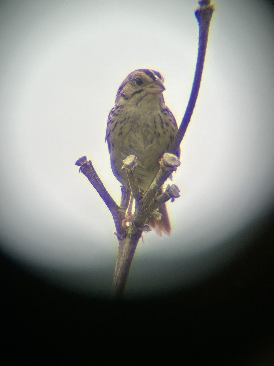 Henslow's Sparrow - ML621150163