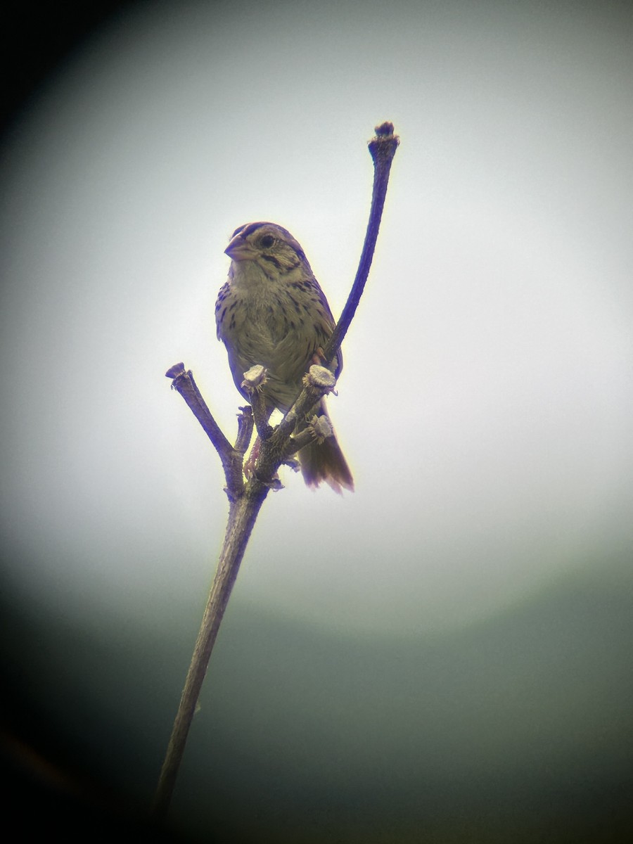 Henslow's Sparrow - ML621150164