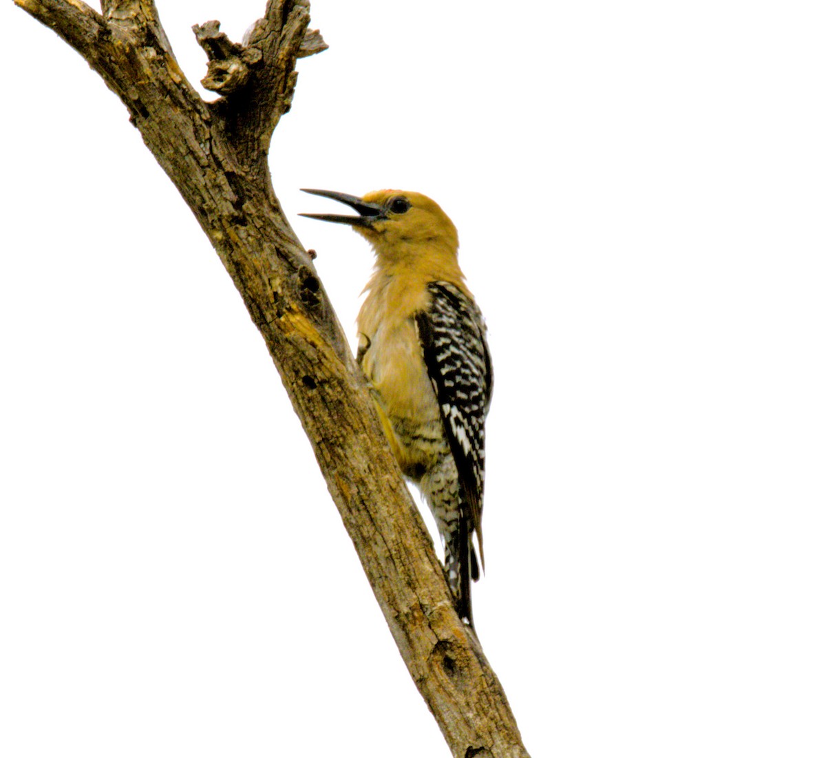Gila Woodpecker - ML621150167