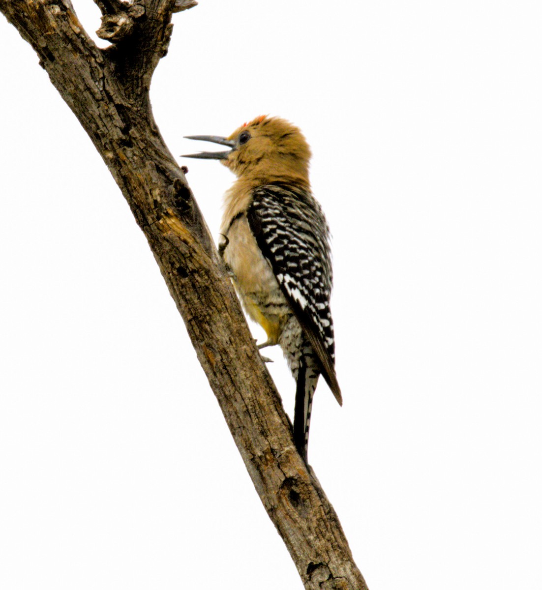Gila Woodpecker - ML621150168