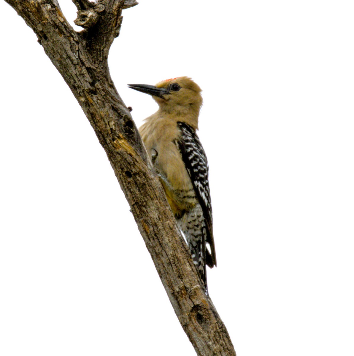 Gila Woodpecker - ML621150169
