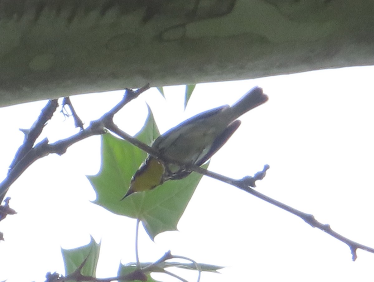 Yellow-throated Warbler - ML621150253