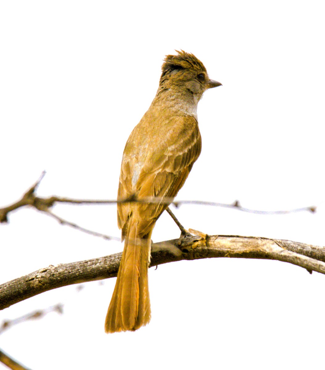 Brown-crested Flycatcher - ML621150260