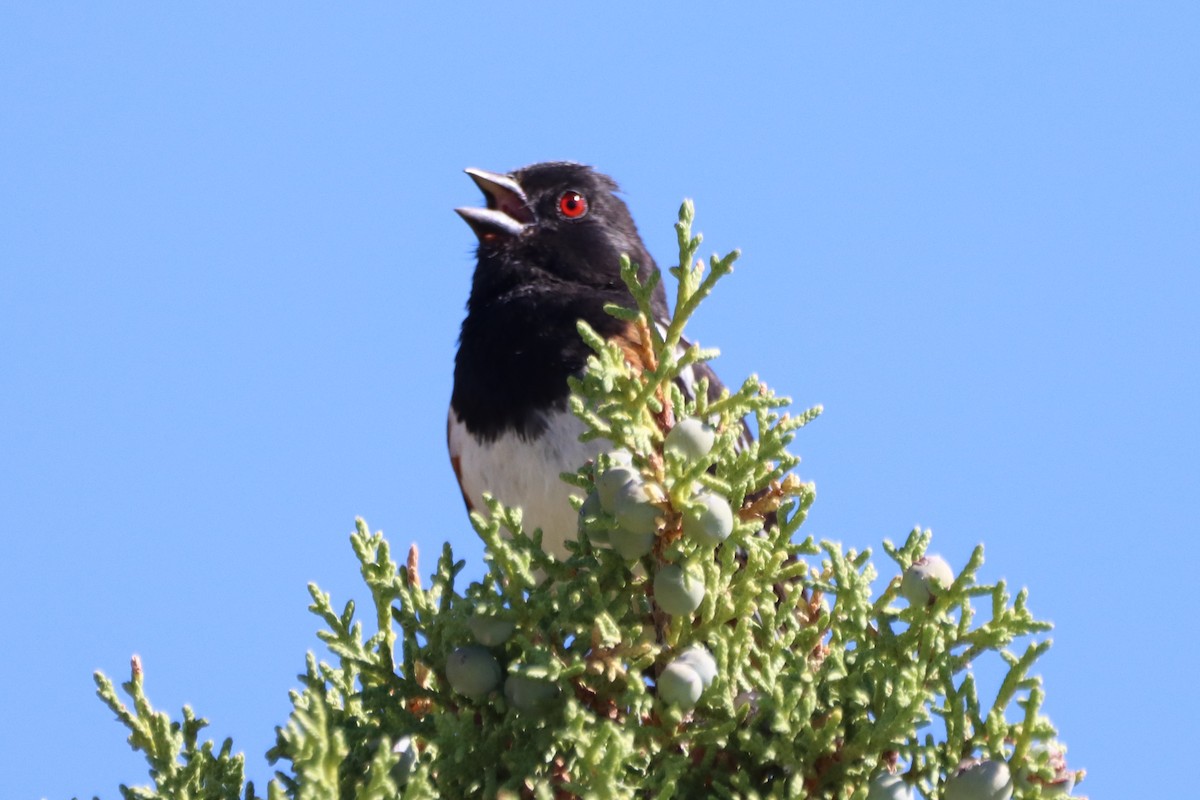 Spotted Towhee - ML621150268