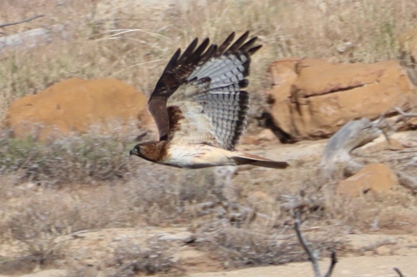 Red-tailed Hawk - ML621150350
