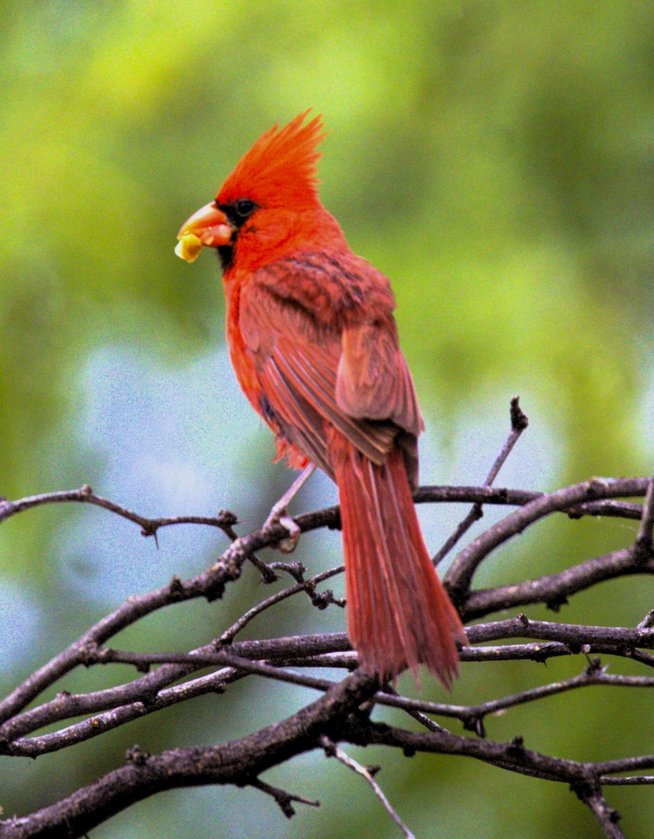 Cardinal rouge - ML621150353