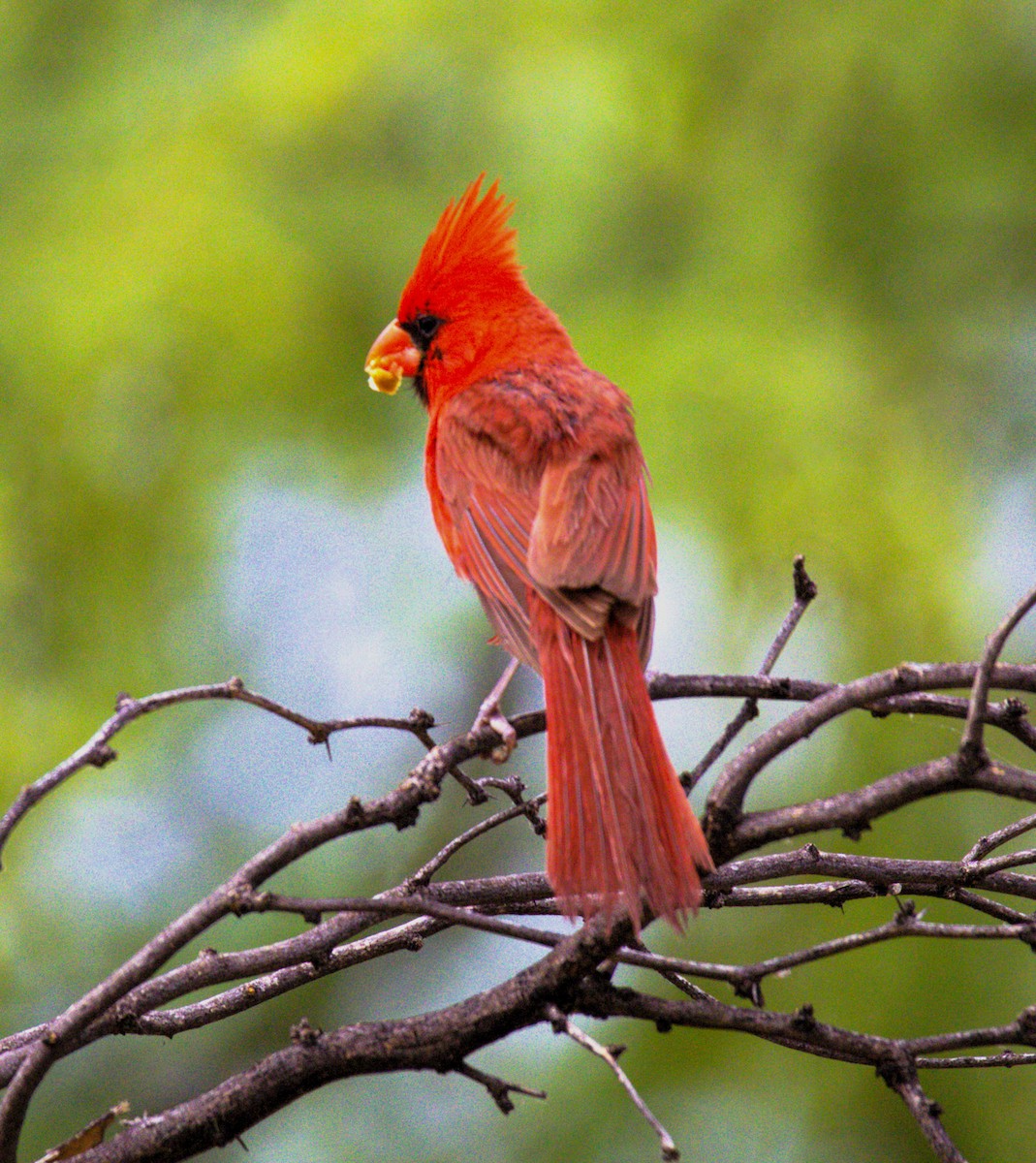Cardinal rouge - ML621150355