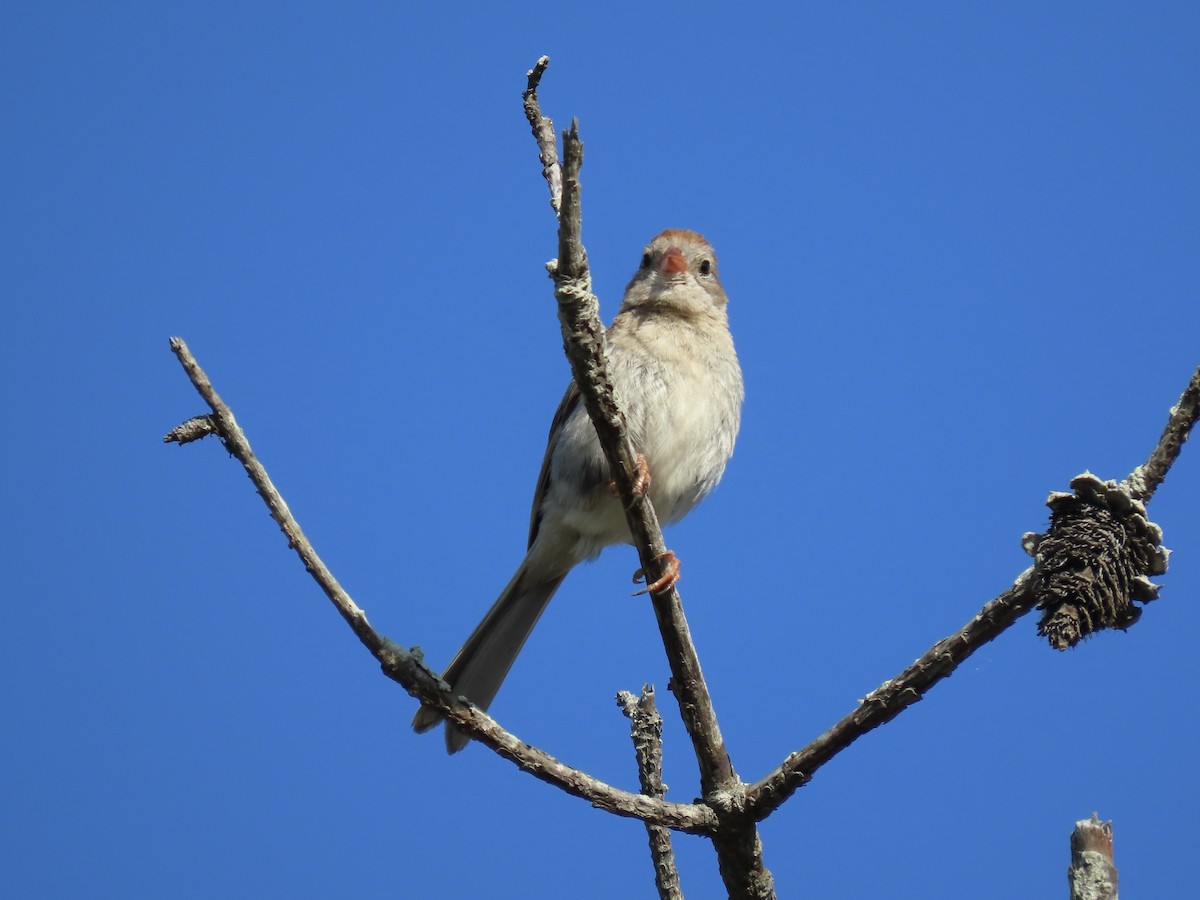 Field Sparrow - ML621150356