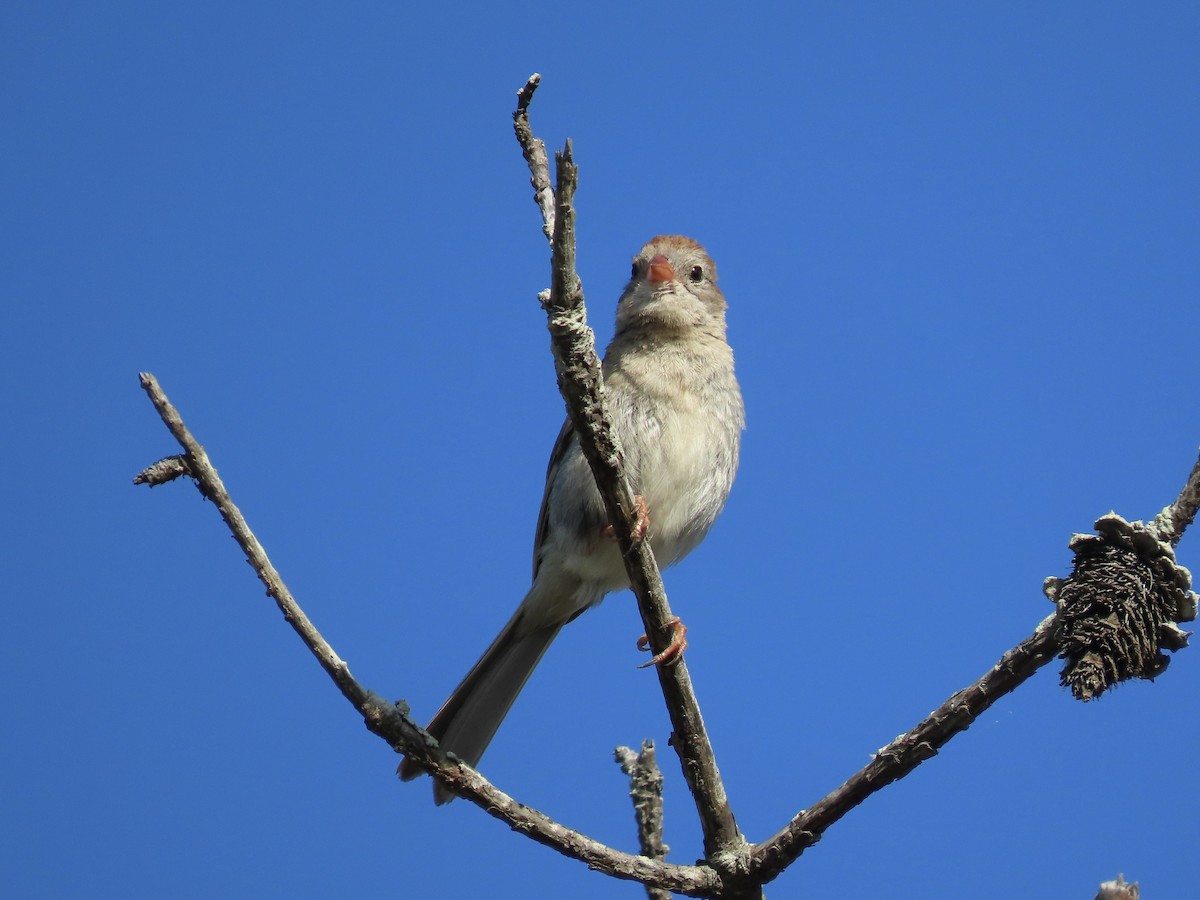 Field Sparrow - ML621150357